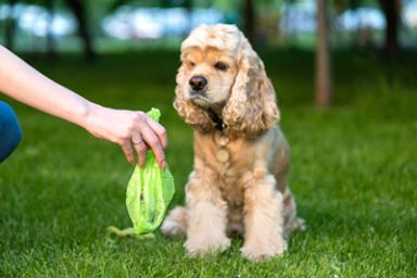 Campagne de sensibilisation déjections canines